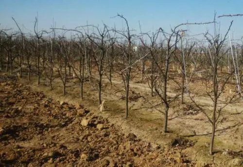 ���Nֲ����޼������ʲô�r�g�޼����^���m��