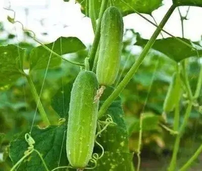 �S��ȱ�}�ı��F�Y����ʲô����ô�a�}��