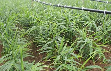 �ך��ط��ϵ����ü�����