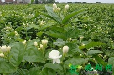 ���򻨵�ʩ�ʷ���