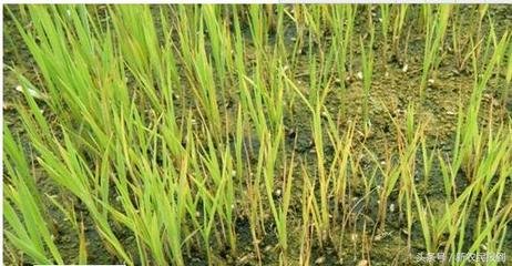 ʩ�ʲ��ƌW�����σȵĠI�BԪ��Ҳ������ܡ�