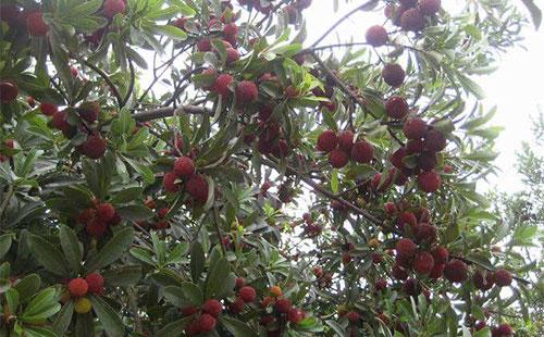 ��÷��(sh��)�ɹ�����ôʩ�ʣ�