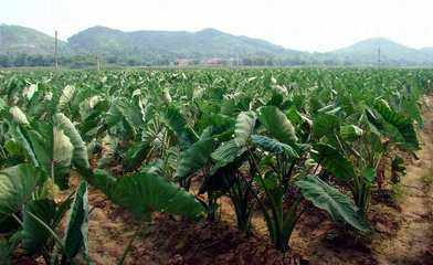 ���^��ʩ�ʼ��g