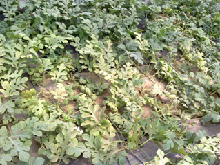 ���ʩ�ʷ��������ز粡����