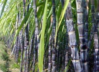 ��������Ҏ(gu��)���cʩ�ʼ��g(sh��)