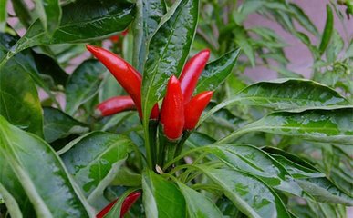 ������ʩ�ʷ���