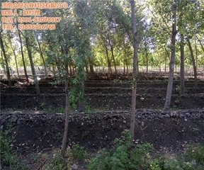 �r(n��ng)���@�N����ļS���ЙC(j��)�|(zh��)�����ǳ��ߣ�δ���^��Ҫ��