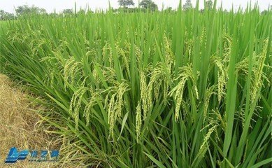 ˮ����������c��ʩ��ԭ�t