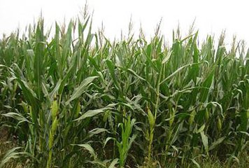 ����ȱ�ʵĲ�ͬ�Y����F