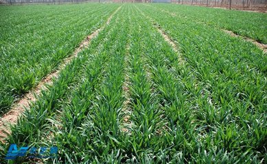 �A��ƽԭ��С���ƌWʩ�ʼ��g(sh��)