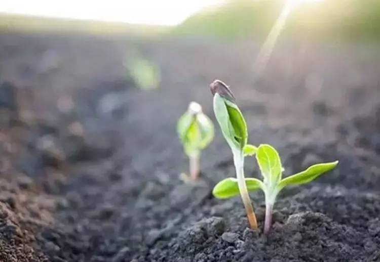 ��ֲ���m�����ɲ�Ҫ�y����~�@Щ�������m���ø�ֲ����