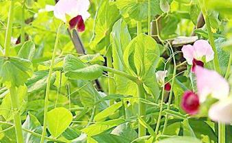 �㶹��������c(di��n)��ʩ�ʼ��g(sh��)