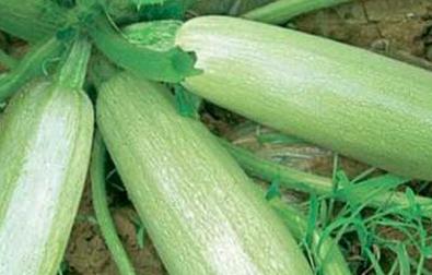 �����J��ôʩ�ʿ���������ʣ�