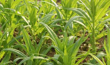 �n��ʩ���֪Ҫ�c����Щ��