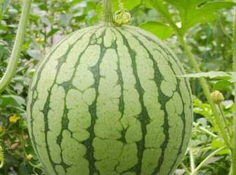 ���ϑ�(y��ng)�h(yu��n)�x���ȏ�(f��)�Ϸ�