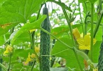 �S�ϻ��κ���ô�k��