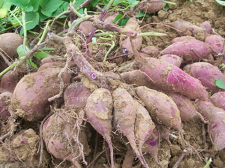 ����ʩ��Ҫ�c����������ڞ�ʲôҪʩ��