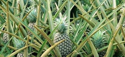 ���}ʩ�ʵķ��������ӽo���}��Чʩ�ʣ�