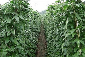 �����߲˷������÷���