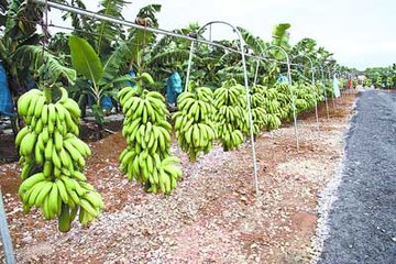 �㽶ʩ�ʵļ�������Щ?