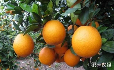 ������ʛQ���a�����@��������ʩ�ʵ����_�˄�