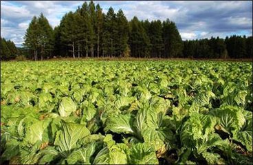 �}���ײ˸߮a��ʩ��Ҫ�c��ʲô