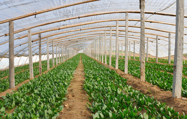 �߲˓Q����ע��ʲô���߲˓Q��ʩ��Ҫ�c��