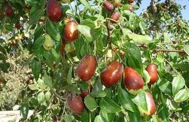 ������ʩ���ʁ�������a(ch��n)�������С��