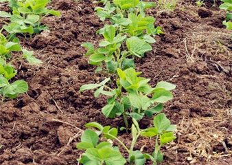 �󶹺Εrʩ�������