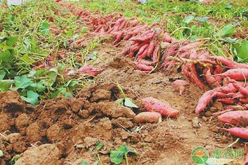 �t���߮a���E�[������ڵ�׷�ʺ��P�I