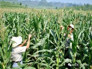 �ЙC�ʴ��仯�� δ��ʩ�ʵĴ�څ��