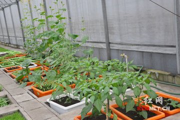 ��_�߲˵�ˮ�ʹ�������