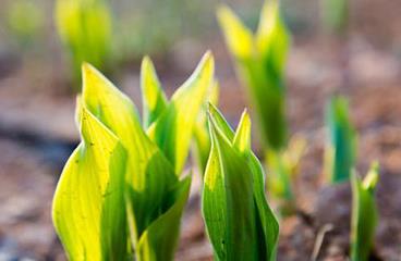 ֲ�����L�{������ʹ���`�^���F��֪��߀����