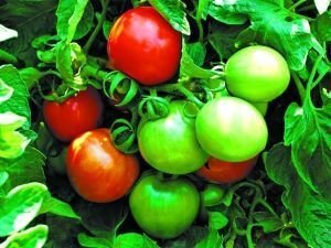 ���t���߮aʩ�ʷ���