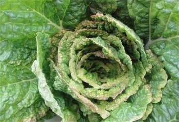 ��ʩ���A����ײ˸ɟ���