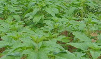 ֥��ʩ���к�Ҫ�c��֥��׷�ʼ��g����