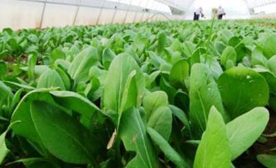 �߲˷Nֲʩ�ʺ���Ҫ���߲���ʵĹ�ͬ��������Щ��