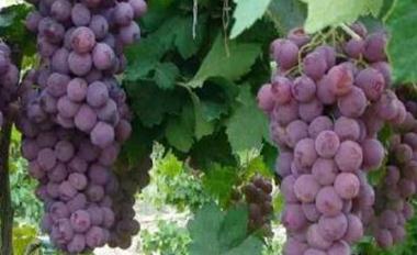 ���ш@����ʩ�ʼ��g