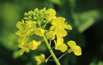 �Ͳ�ȱ��Σ�����������Ͳ˿ƌW�a��ķ���