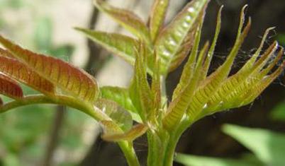 �㴻�Nֲ����Щ�������㴻�Ĳ��N���缼�g(sh��)