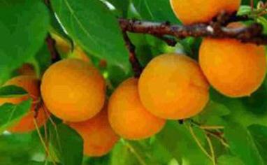 �Ә���ôʩ�ʣ�ʲô�r(sh��)��ʩ�����Ә�߮a(ch��n)ʩ�ʼ��g(sh��)