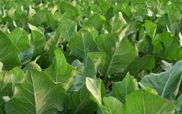 �߲�ʩ�ʵ�Ҫ�c����Щ��������(ji��)�߲�ʩ�ʼ��g(sh��)