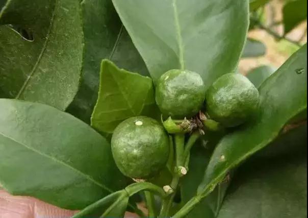 ���ʹ��ʮ���`�^Ҫע�������_��ʹ�÷������@�