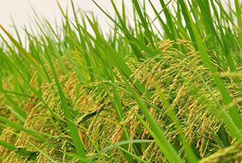 ˮ���Nֲ����Щע����������a(ch��n)����ˮ�����N��Ҫ�c