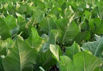 �߲�ԓ����ʩ�\�ʣ��߲�ʩ�\��ע�����(xi��ng)