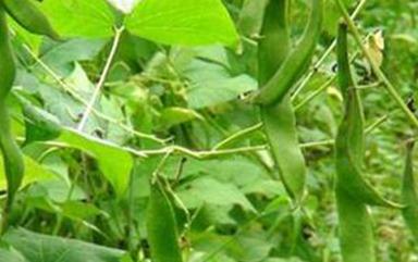 �|���a(ch��n)�����ε�ԭ������Щ��