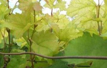 ����ȱ�F��ô�k��Ӱ�����ȱ�F�������Լ��a�ȷ���