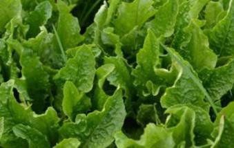 �߲�ȱ����ʲô�Y����ӿ��Կ����߲�ȱ�ʣ�