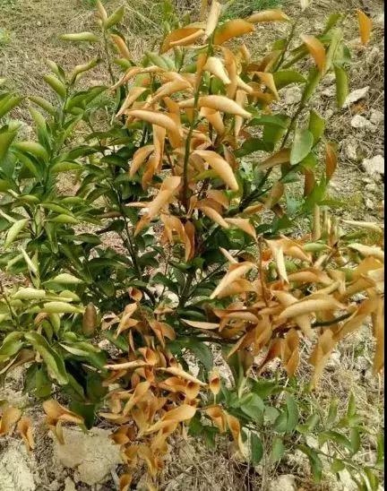 ʩ�ʲ���(d��ng)���ܽ^�����꣡�@�ɴ�ʩ��Ҫ�c(di��n)һ��Ҫע�⣡