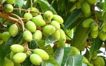 ��νoˎ�ù���ʩ�ʣ�ˎ�ù���ʩ�ʷ���